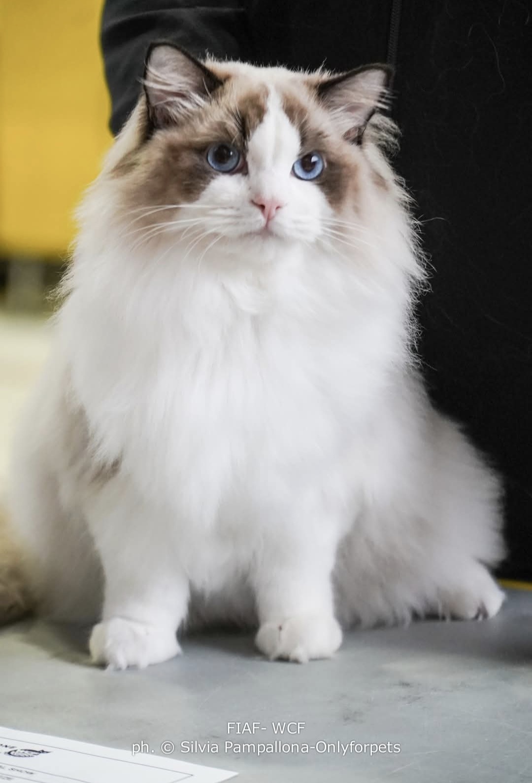 Master, PR. L'Narcissus CareForPets